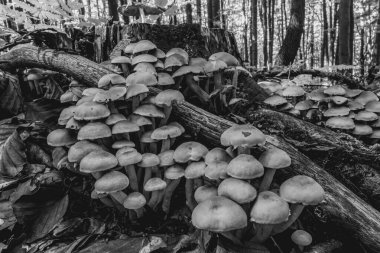 Makro fotoğraf, Hayvanlar, Doğa, urope, Doğu Avrupa, Romanya - Canon EOS 4000D lensler: EF-S 18-55 mm f / 3.5-5.6 is II