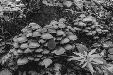 Makro fotoğraf, Hayvanlar, Doğa, urope, Doğu Avrupa, Romanya - Canon EOS 4000D lensler: EF-S 18-55 mm f / 3.5-5.6 is II