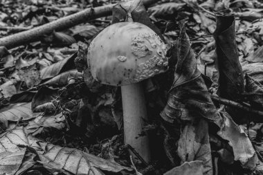 ormandaki beyaz mantar