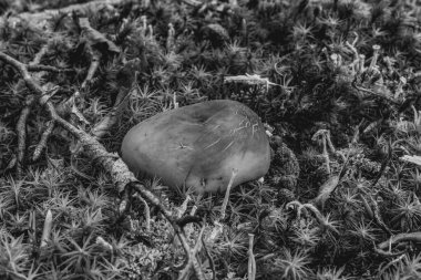 siyah ve beyaz mantar