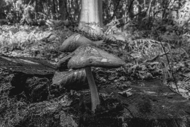 Ormandaki ormanda mantar