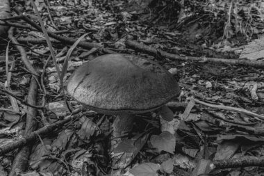 Ormandaki bir mantarın siyah beyaz fotoğrafı
