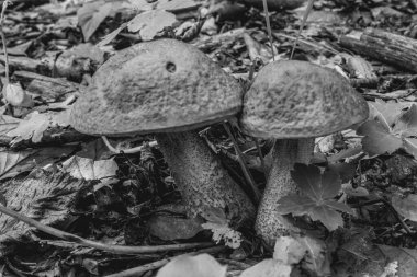 eski bir güdük üzerinde mantar
