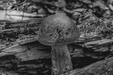 Yerde siyah ve beyaz mantar