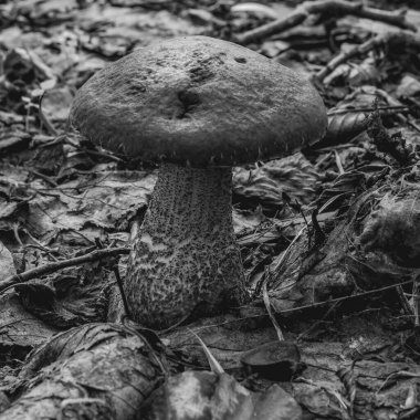 Ormandaki mantarlar, kapatın..