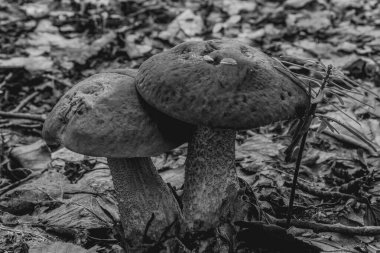 Ormandaki mantarın seçici odak noktası.