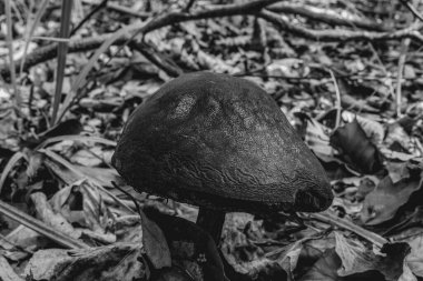 Ormandaki bir ağacın siyah beyaz fotoğrafı.