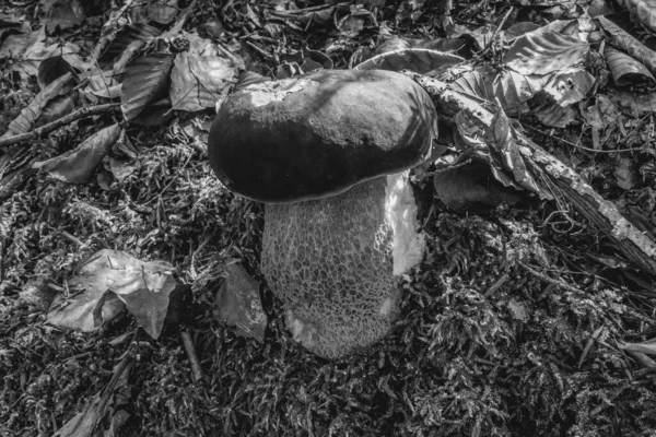 Ormanda mantar. Ormanda mantar.