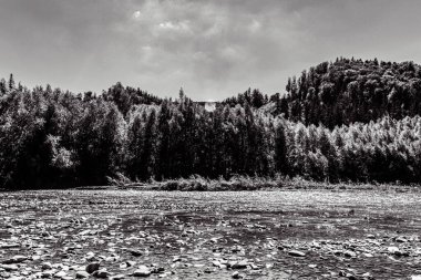 Ağaçlar ve ormanlarla dolu güzel bir manzara.