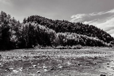 Arkasında orman olan bir dağ nehrinin siyah beyaz fotoğrafı.