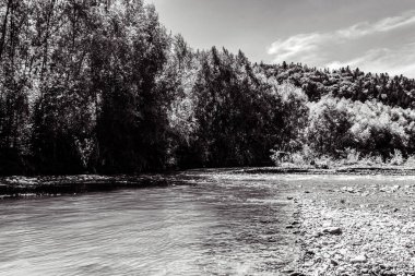 Nehir ormandan akıyor.