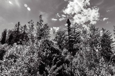 Ağaçlar ve ormanlarla dolu güzel bir manzara.