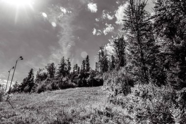 Güneşli bir günde ormanın ve dağın gri tonlu bir görüntüsü.