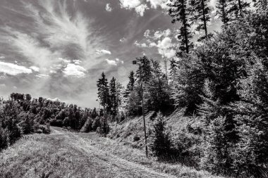 Rusya dağlarındaki ormanın siyah beyaz fotoğrafı.