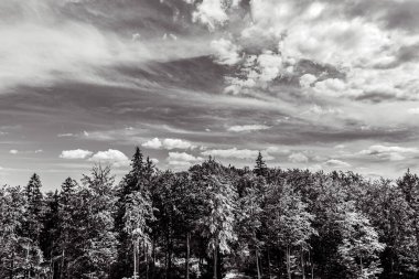 Ormanda siyah beyaz ağaçlar