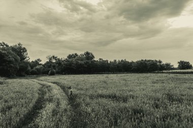 Kırsalda bir buğday tarlası manzarası