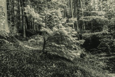 Ormanın güzel manzarası