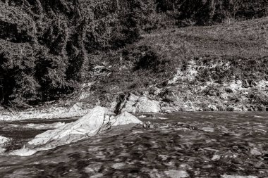 Dağlarda bir ağacı olan güzel bir manzara.