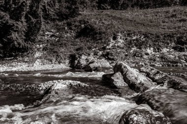Ormandaki nehrin güzel manzarası