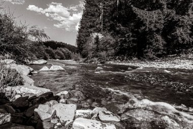 Ormandaki ağaçlarla çevrili nehrin dikey görüntüsü.