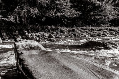 Ormandaki bir nehrin gri tonlu görüntüsü.