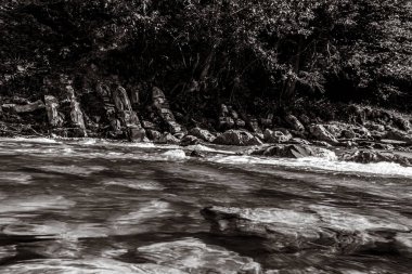 Ağaçlarla çevrili bir nehrin dikey gri tonlu görüntüsü.