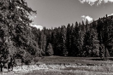 Dağlardaki çam ağaçlarının gri renkli bir görüntüsü.