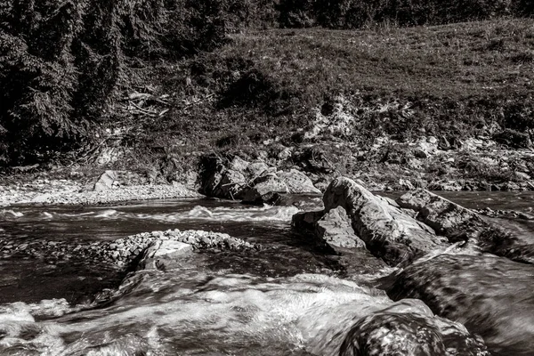 Ormandaki nehrin güzel manzarası