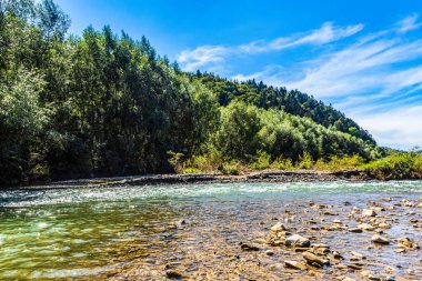 Ormandaki nehrin güzel manzarası