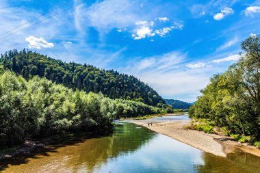 Ormandaki bir nehir güneşli bir günde, yaz manzarasında.