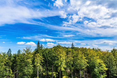 yeşil ağaçlar ve beyaz bulutlu mavi gökyüzü
