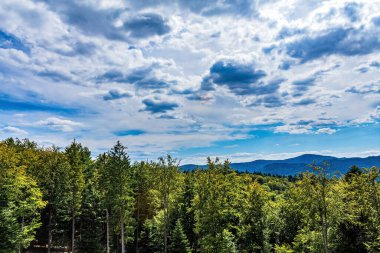Dağlardaki ormanın yüksek açılı bir görüntüsü.