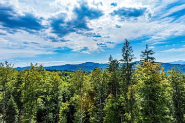 Ormandaki dağ sıraları