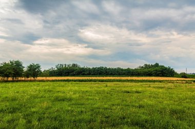 Ağaçlı ve bulutlu yeşil çimen tarlası