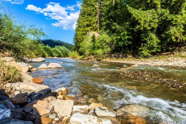 Ormandaki nehir, arka plan olarak fotoğraf, dijital görüntü