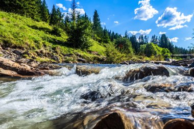 Ormanın içinden akan nehir dağ
