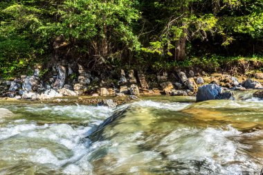 Sabah ormanın güzel manzarası
