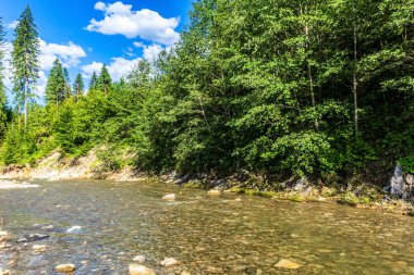 Ormandaki nehir. Güzel manzara. Dağ ormanındaki yaz nehri.