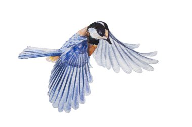tit small bird flying towards spreading its wings and feathers on a white isolated background