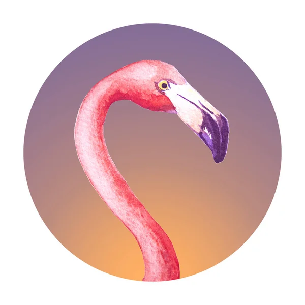 Pink Flamingo Standing Water Isolated White Background Watercolor Illustration — Stock Photo, Image