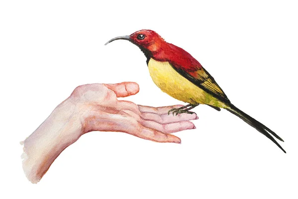 Little Bird Sitting His Hand Watercolor Illustration Isolated White — Stock Photo, Image