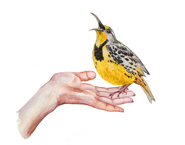 Little Pair Tortelduifje Zit Zijn Hand Aquarel Illustratie Geïsoleerd Wit — Stockfoto