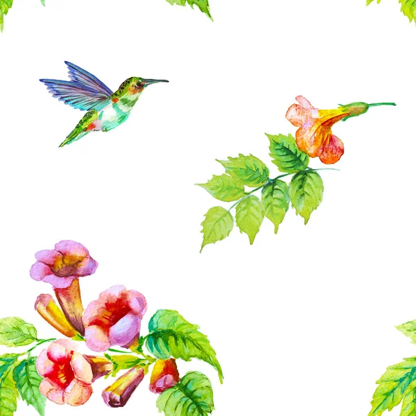 Campsis Flower Hummingbird Isolated White Seamless Pattern — Stock Photo, Image