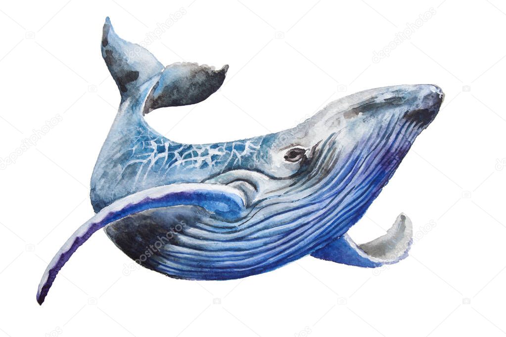 Watercolor blue whale. Illustration isolated on white background. For design, prints or background