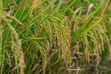 Bir çeltik tarlasında, tarımı, organik tarımı, gıda üretimini ve kırsal doğayı sembolize eden altın tanecikli olgun pirinç bitkilerinin yakın çekimi..
