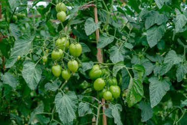 Bir çiftlik bahçesindeki ahşap kazıklarla desteklenen sağlıklı sarmaşıklarda yeşil domatesler, organik tarımı, doğal gıdayı, sağlıklı yaşam tarzını ve sürdürülebilir tarım uygulamalarını sembolize ediyor..