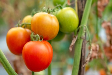 Olgun ve olgunlaşmamış domatesler bir bahçedeki sarmaşıkta asılı, doğal büyümeyi, olgunlaşmanın renkli evrelerini ve organik gıdanın tazeliğini gösteriyor..