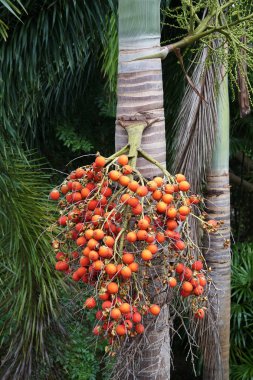 palmiye ağacı kırmızı turuncu tohum çilek