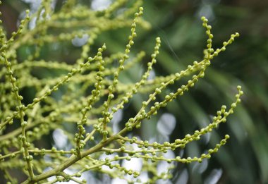 palmiye ağacı yeşil tohum çilek