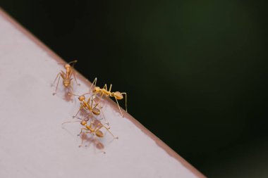 Kırmızı karıncalar yakın çekim